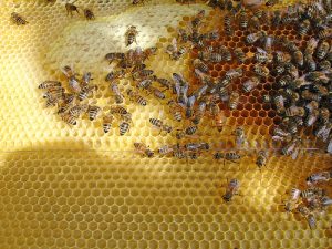 – 200805bees