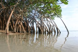 – 200807mangrove0459sm