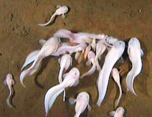 – 200810snailfish