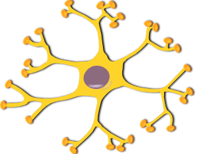 – 200811interneuron