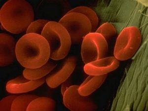 – 200901red blood cells