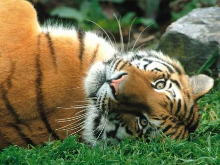 – 200911siberian tiger