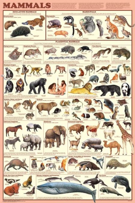 – 200912a151 mammals poster