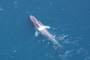 – 200912full bluewhale 6