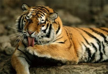 – 200912siberian tiger grooming