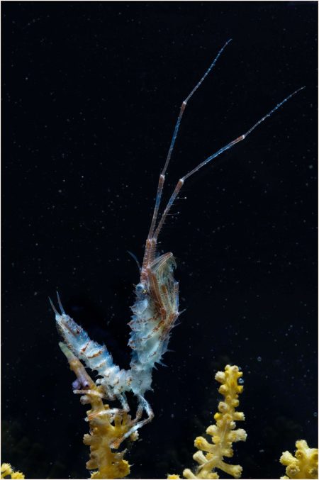 – 201001005 isopod crustacean