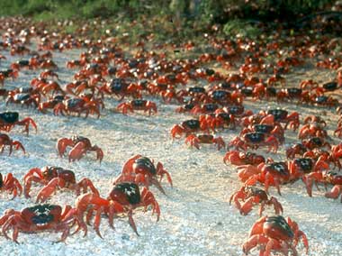 – 201001christmas crabs