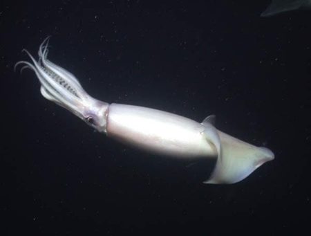 – 201002humboldt squid