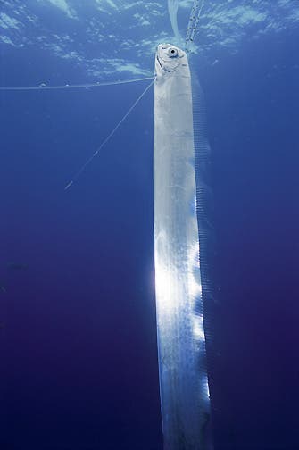 – 201002oarfish