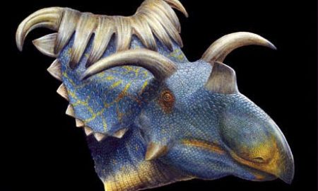 – 201009Kosmoceratops horned dino 008