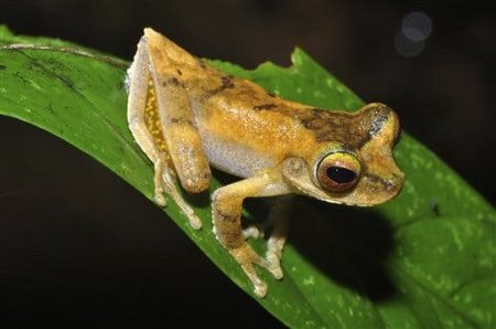 – 201010frog species