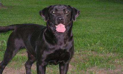 – 201010pearl black lab