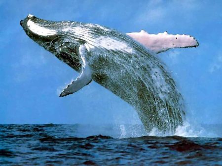 – 201011humpback whale