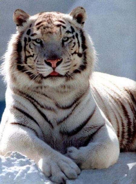 – 201011siberian tiger 77