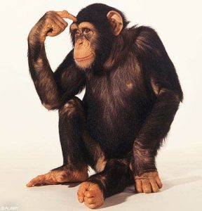– 201102intelligent chimps
