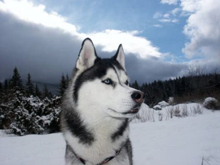 – 201102siberian husky