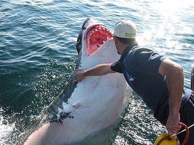 – 201103great white shark