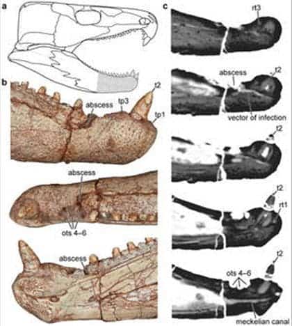 – 201104Labidosaurus hamatusx wide community