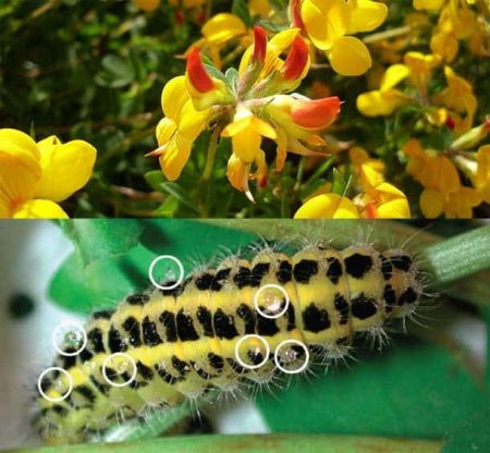 – 201104Trefoil caterpillar
