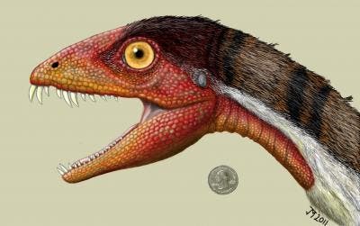– 201104daemonosaurus chauliodus