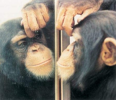 – 201105chimp mirror