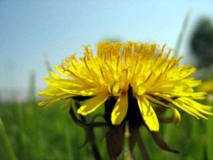 – 201105dandelion1