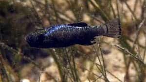 – 201105pupfish evolution