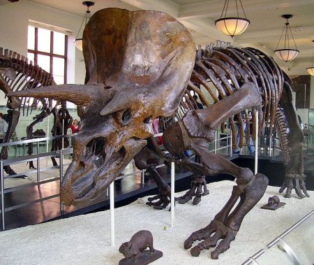 – 201107713px Triceratops AMNH 01