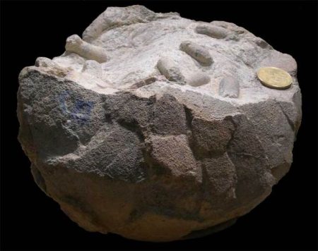 – 201107fossil dino egg