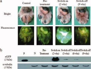 – 201108glowing dog via genesis journal 5201243