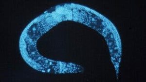 – 2011090921 c elegans