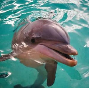 – 201109Bottlenose Dolphin