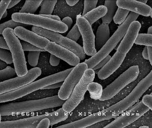 – 201109bacteria
