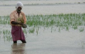 – 201110flooded crops