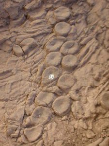 – 201110kraken lair fossils