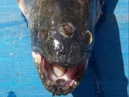 – 201110three eyed fish