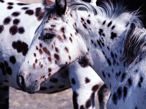 – 201111Horse with dots