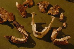 – 201111fossil teeth