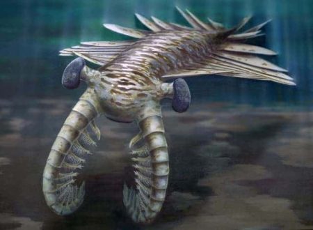 – 201112anomalocaris