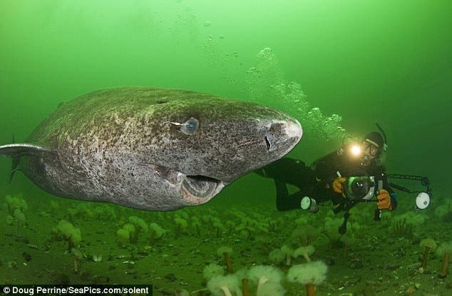 – 201112greenland shark