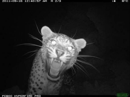 – 201112persian leopard