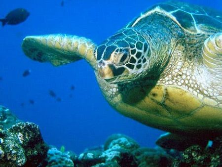 – 201201leatherback turtle