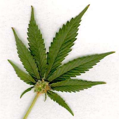 – 201201marijuana leaf