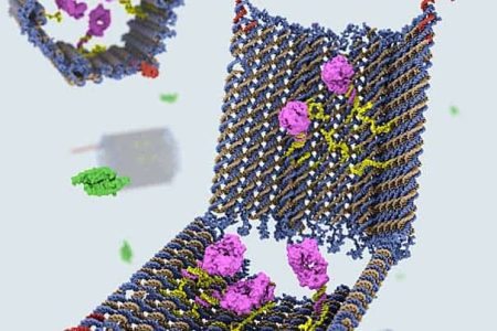 – 201202DNA origami nanobots