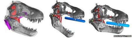 – 201202t rex bite analyiss