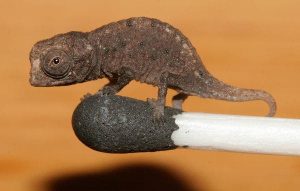 – 201202tiny chameleon 1