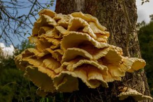 – 201808Fungus Wood Tree Laetiporus Sulphureus Polypore 455479