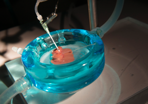 Donated Livers Last Three Times Longer When Supercooled – 20190318R4HMNZFZSLAEUHDJBMH2UBRAG4