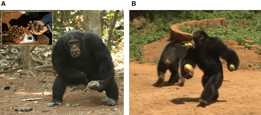 (A) An adult male chimpanzee seen holding tools (anvil in left hand, hammer in left foot) and Coula edulis nuts (mouth and right hand) part of a nut-cracking session. (B) Adult male chimpanzee seen carrying three papayas (one in each hand and one in mouth) during crop-raiding. (c) W C M McGrew