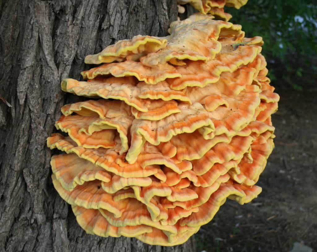 Laetiporus sulphureus. Credit: Wikimedia Commons.